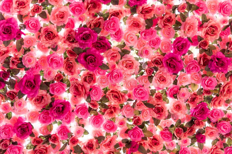 Variopinto delle rose isolate su fondo bianco immagini stock libere da diritti Variopinto delle rose isolate su fondo bianco immagini stock libere da diritti
