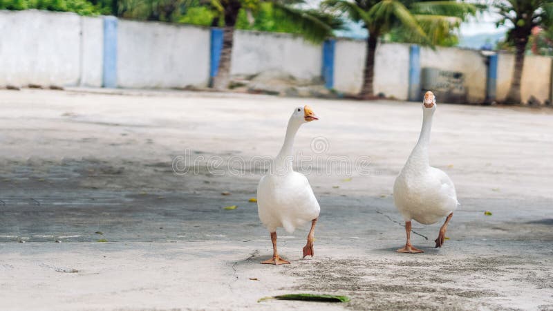 Several white geese walking together in small city. Craned necks. Summer mood, live close to domestic farm animals. Funny couple of friends. Several white geese walking together in small city. Craned necks. Summer mood, live close to domestic farm animals. Funny couple of friends.