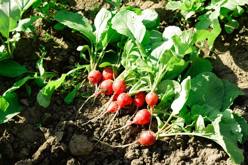 Varios rábanos maduros rosados tempranos en la tierra en el jardín en un día soleado Rábano maduro en el jardín imágenes de archivo libres de regalías Varios rábanos maduros rosados tempranos en la tierra en el jardín en un día soleado Rábano maduro en el jardín imágenes de archivo libres de regalías