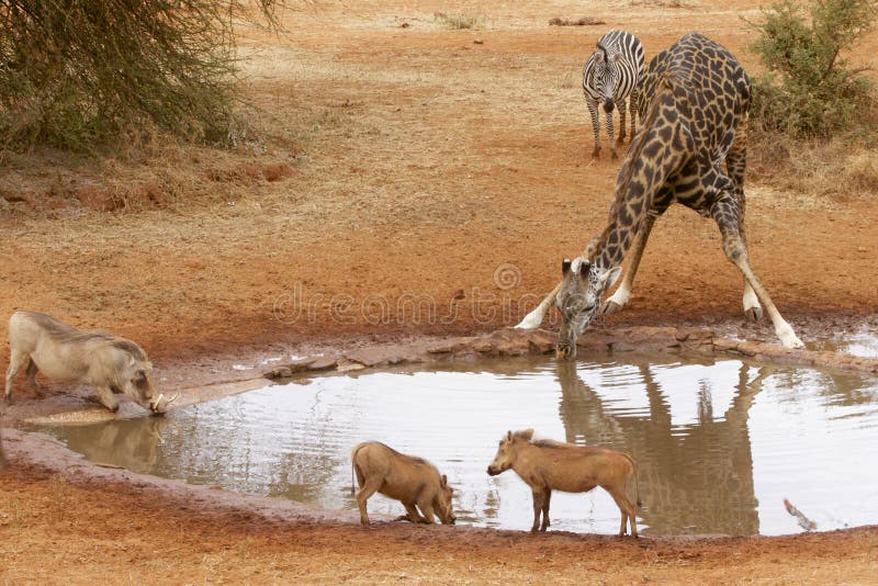 Various Animals At Watering Hole Stock Image Image Of Drink Wildlife