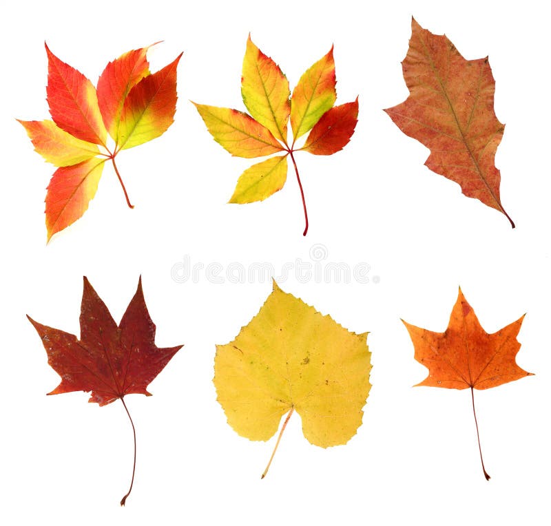 Full-size composite photo of various autumn leaves