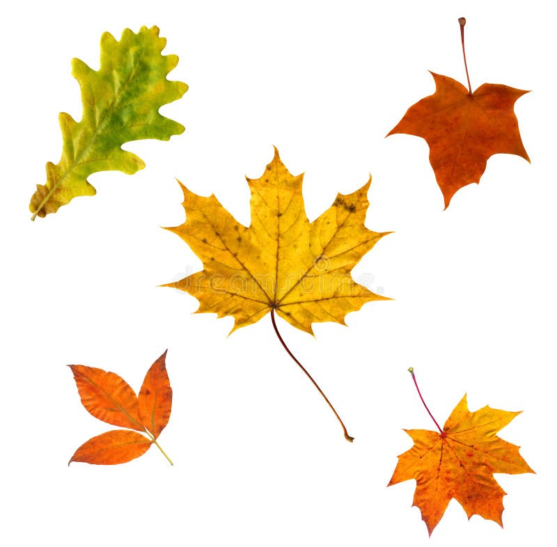 Full-size composite photo of various autumn leaves isolated on white background