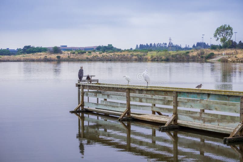 Various bird species resting on a wooden ledge in Shoreline Park, Mountain View, California