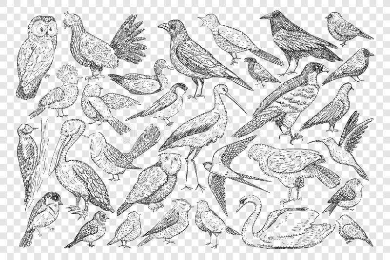 Various birds on nature doodle set