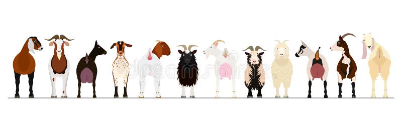 Various breeds of goats border