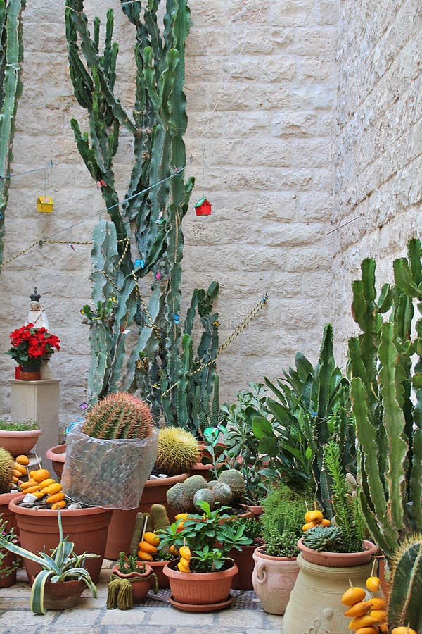 various cacti arranged in the corner of the building, cacti in pots, lemon peels stuck on toothpicks. various cacti arranged in the corner of the building, cacti in pots, lemon peels stuck on toothpicks