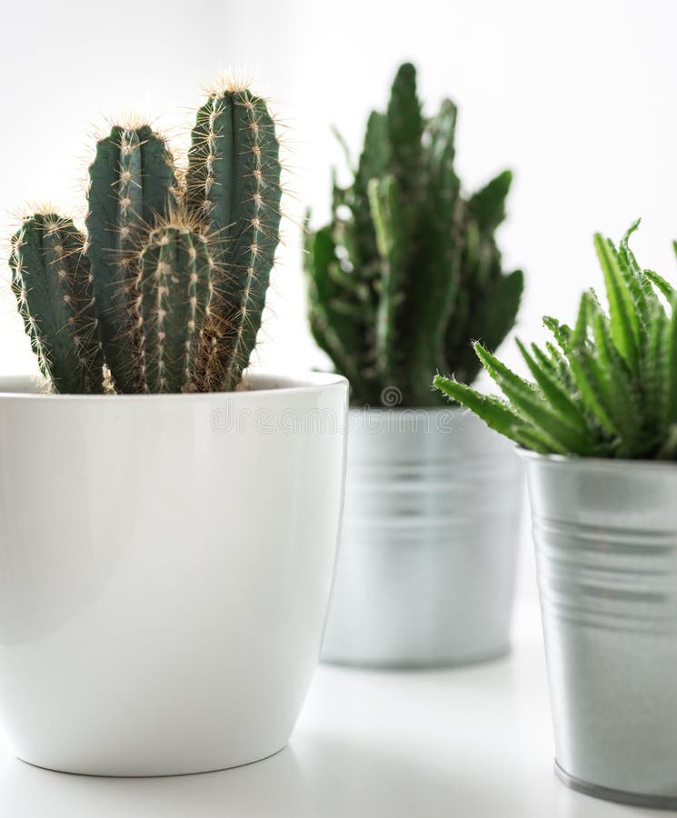 Various Cactus And Succulent Plants  In Different Pots 