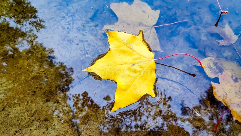 Various dead tree leaves in fall colors floating on water surface with tree trunk reflections.yellow leaves floating on