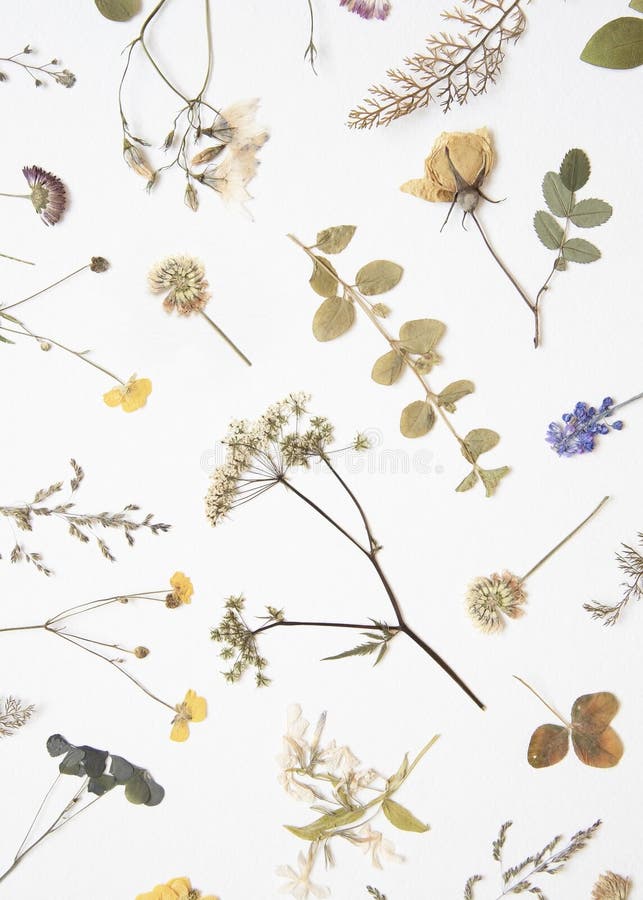 Various Dried Flowers and Herbs Shot from Above on White Background
