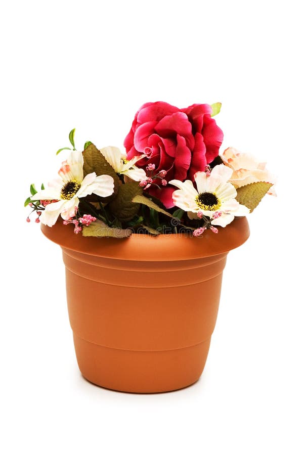 Various Flowers in the Pot Isolated Stock Photo Image of life, hobbies 8156416