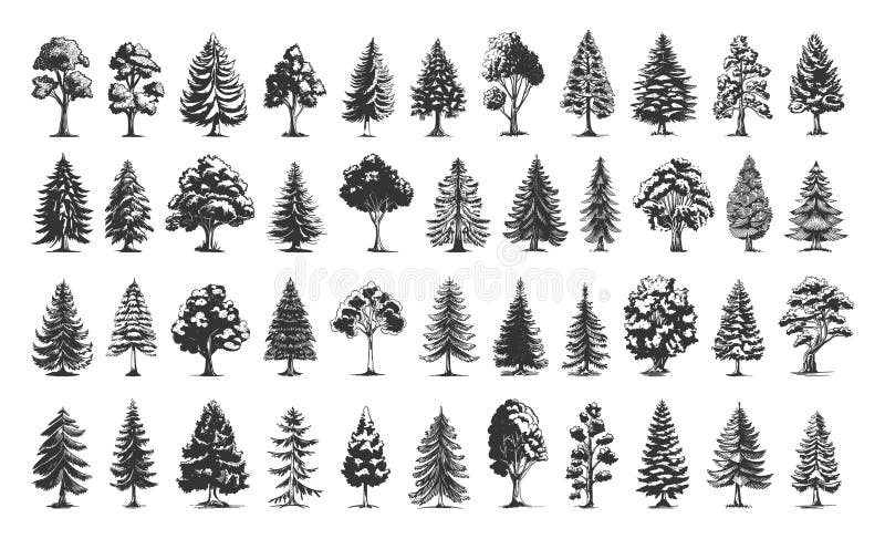 Various Forest Trees Icons Set Simple Line Art Engraving Style Vintage Design White Background Different Tree Types Forest Elements Hand-drawn Illustrations AI gen AI generated