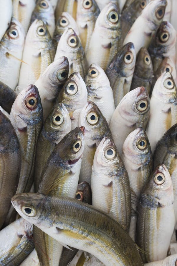 Various Fresh Fish and Seafood at the Fish Market Stock Photo Image