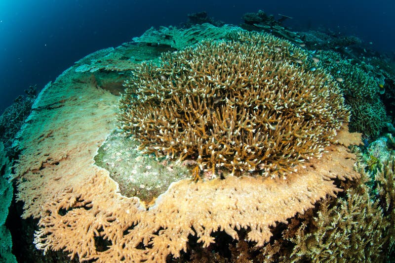 Various Hard Coral Reefs in Banda, Indonesia Underwater Photo Stock ...