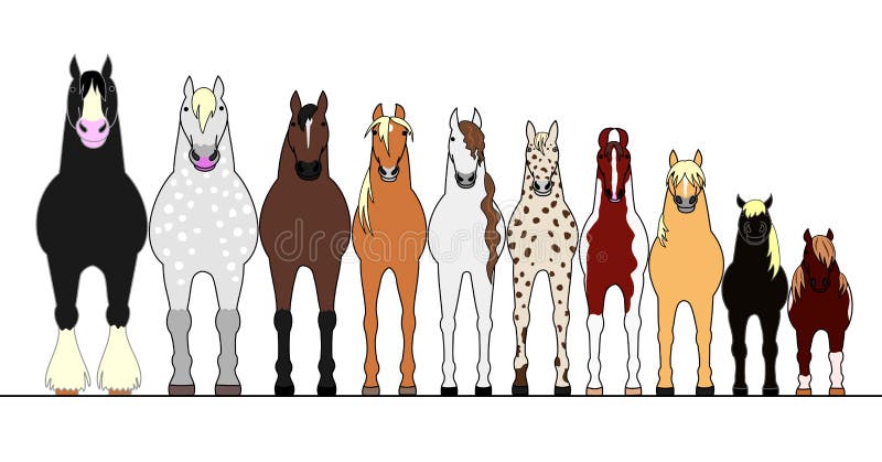 Various horses lining up in height order