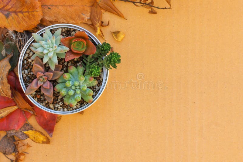 Various kind of succulent plants in a can setting on cardboard with dried leaves