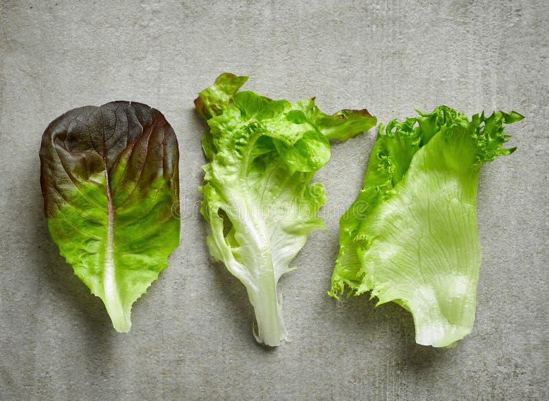 Various kinds of lettuce stock photography