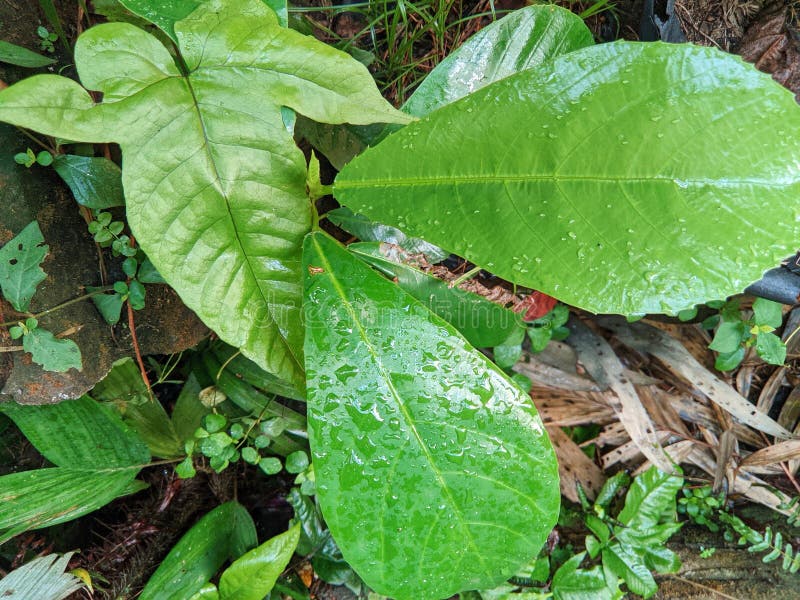Various kinds of plants growing, with green leaves splashed with water royalty free stock images
