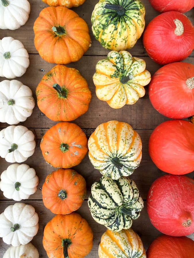 Various kinds of pumpkins royalty free stock image