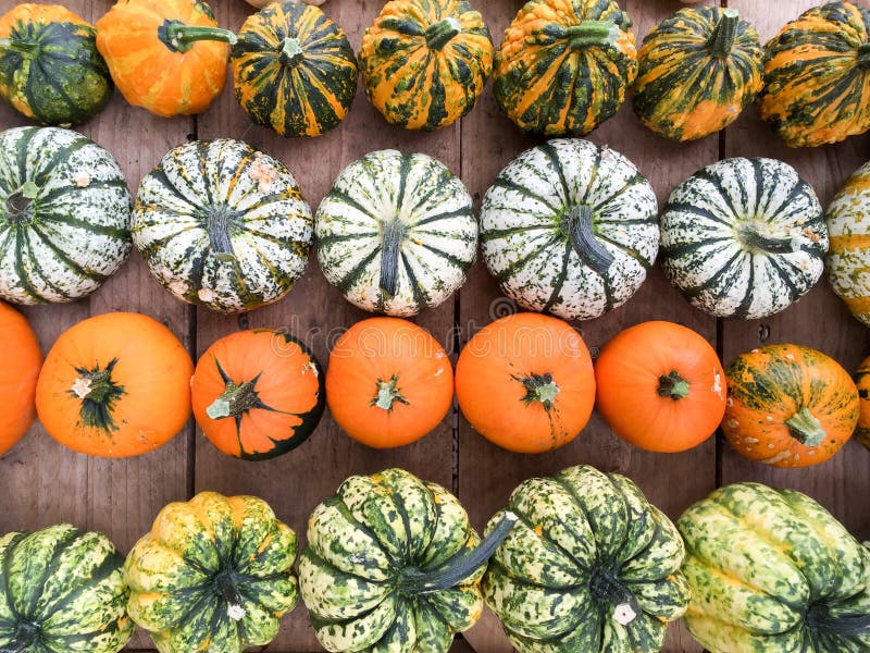 Various kinds of pumpkins royalty free stock photos
