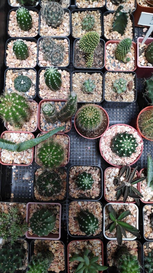 Various Kinds of Small Cactus Plants in Pots for Sale. Stock Photo