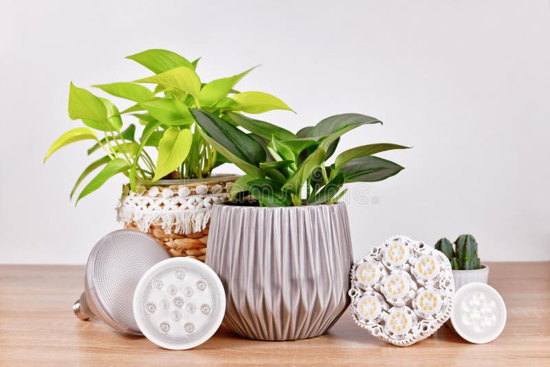 168 Led Houseplant Stock Photos Free & RoyaltyFree Stock Photos from