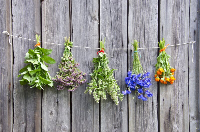 Various medical herbs on wooden wall