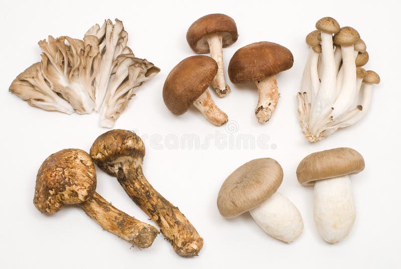 Assorted mushrooms, dried stock photo. Image of fibrous 6473068