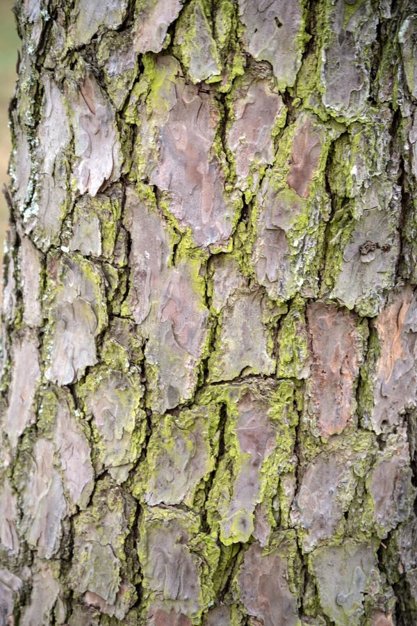 Tree Bark with a Pretty Green Tint in Missouri USA. Stock Photo Image