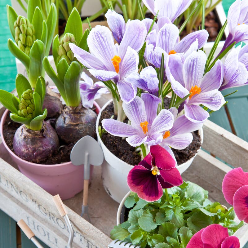 Various Potted Spring Flowers Stock Image - Image of potted, decorative ...
