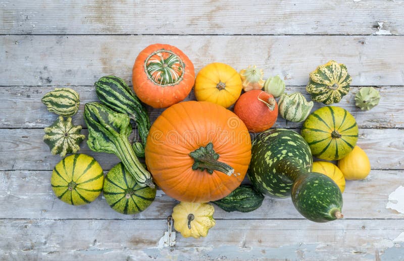 Various pumpkins stand on a table stock photos