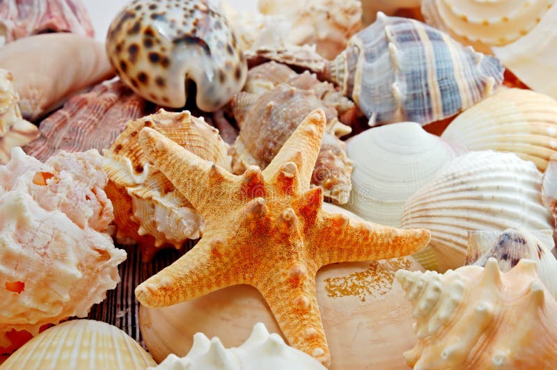 Various sea shells at seabed
