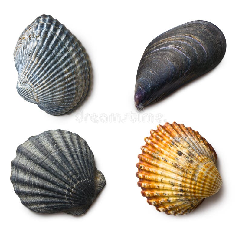 Various sea shells on white background