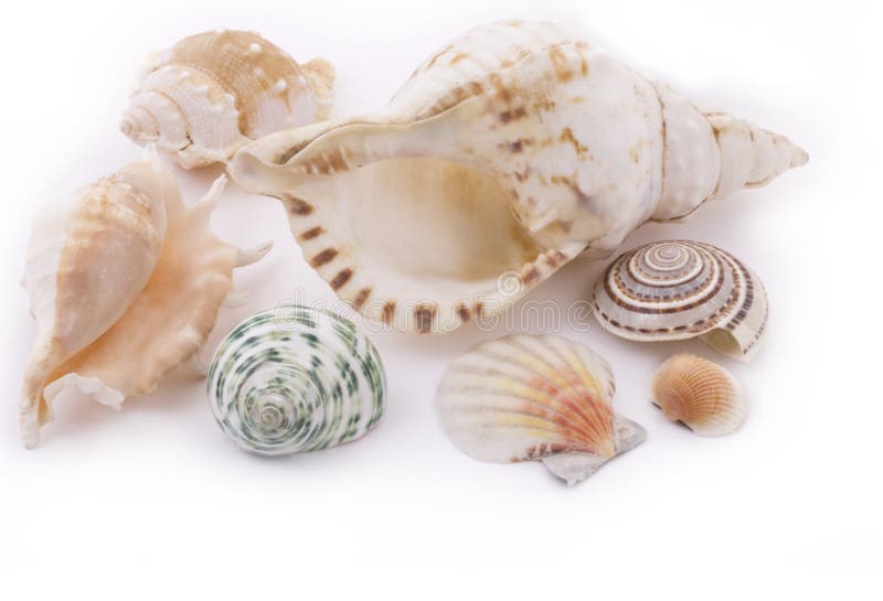 Various seashells