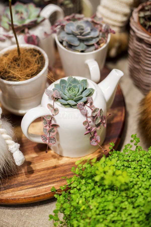 Various Small Indoor Plants in Decorative Pots Stock Photo Image of