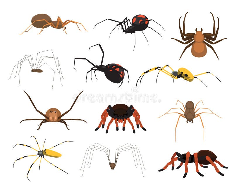 Various Spider Species Poses Cartoon Vector Illustration Stock Vector -  Illustration of cellar, halloween: 161254054