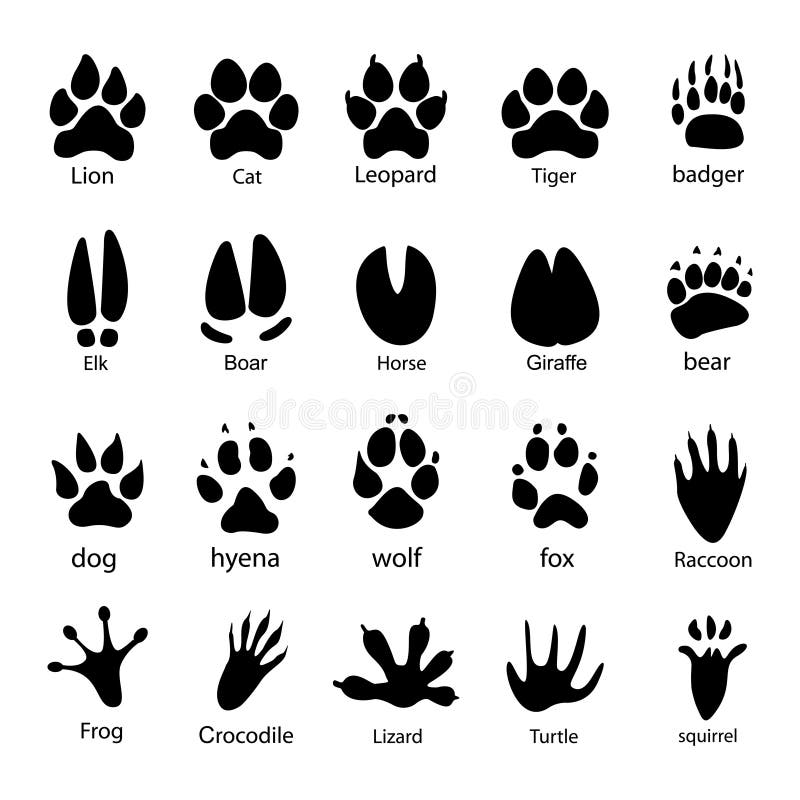 Various Traces of Cloven Hoofed Animals Boar, Giraffe, Horse, Elk