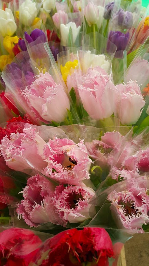 Various Tulips Flower in Flower Shop. Stock Photo Image of color