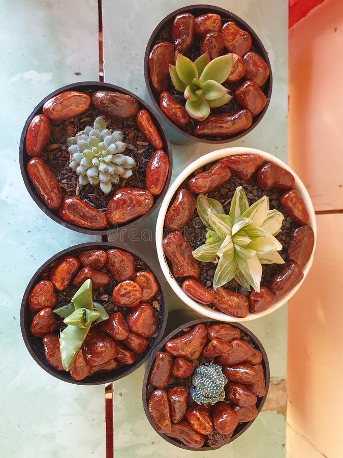 Various Types of Cactus Plants that Grow in Tropical Climates Stock