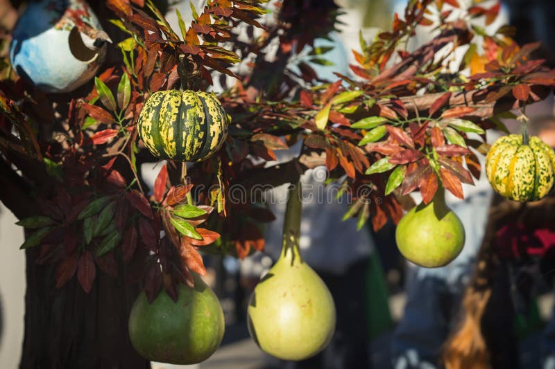 Various types of pumpkins and squash on a tree branch. Decoration for holidays, especially on Thanksgiving Day stock photography Various types of pumpkins and squash on a tree branch. Decoration for holidays, especially on Thanksgiving Day stock photography