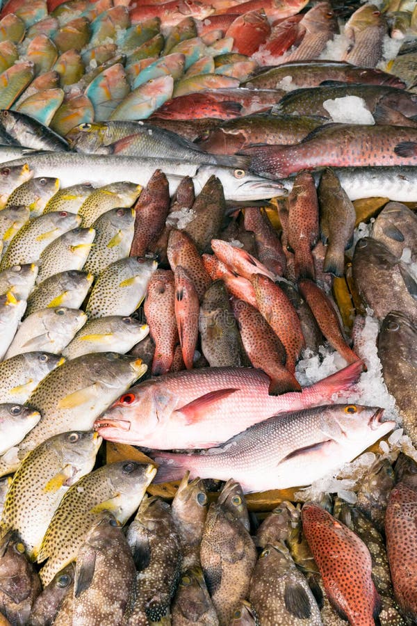 Various types of fish are displayed on the table for sale in the market. The fish is mixed with ice to preserve its freshness. stock images