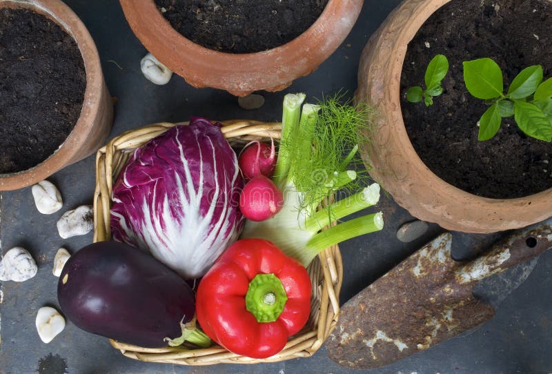 Various vegetables fresh from the garden royalty free stock images