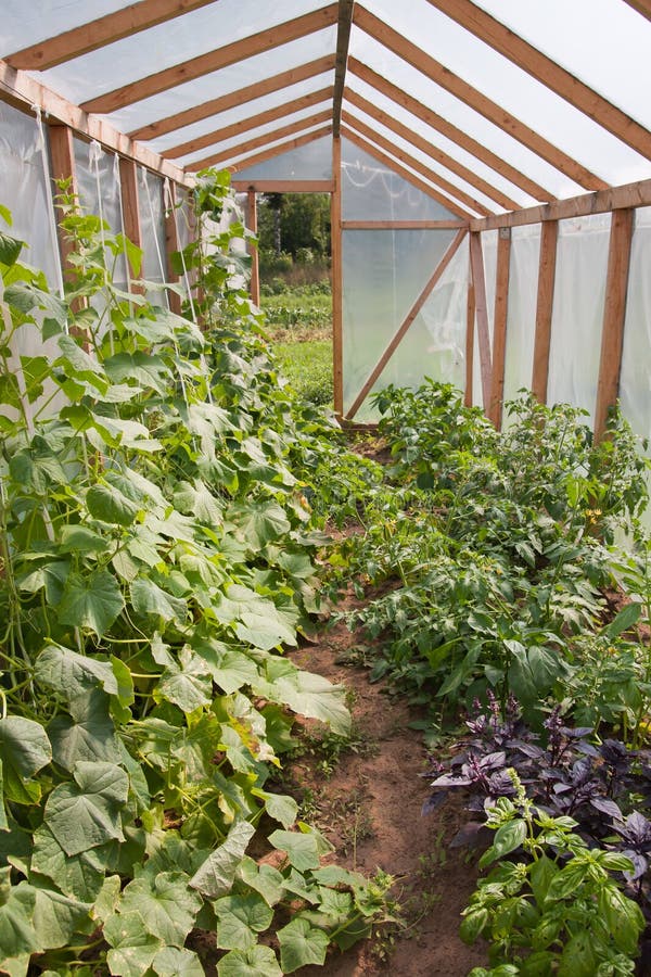 Various vegetables and herbs in greenhouse