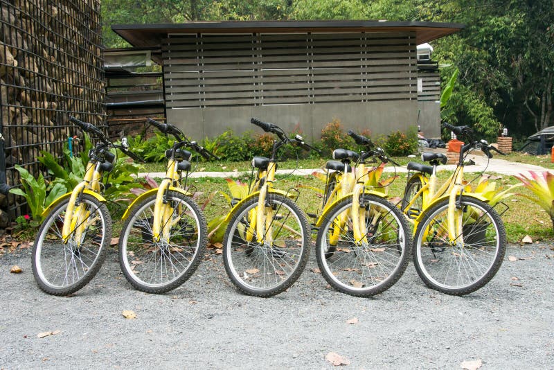 Various yellow bikes in a row