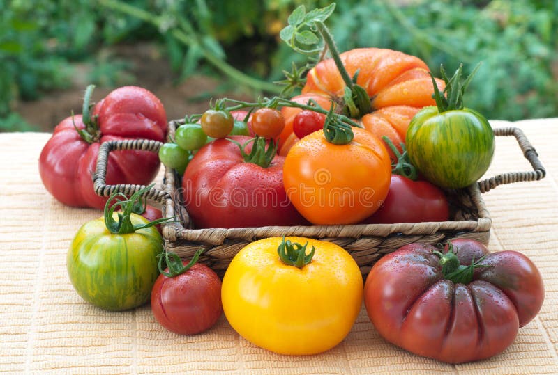 Varitey der frisch ausgewählten, selbst erzeugten Tomaten lizenzfreie stockbilder Varitey der frisch ausgewählten, selbst erzeugten Tomaten lizenzfreie stockbilder