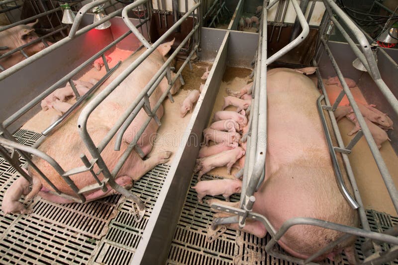 Varkens bij een fabriek royalty-vrije stock afbeeldingen Varkens bij een fabriek royalty-vrije stock afbeeldingen