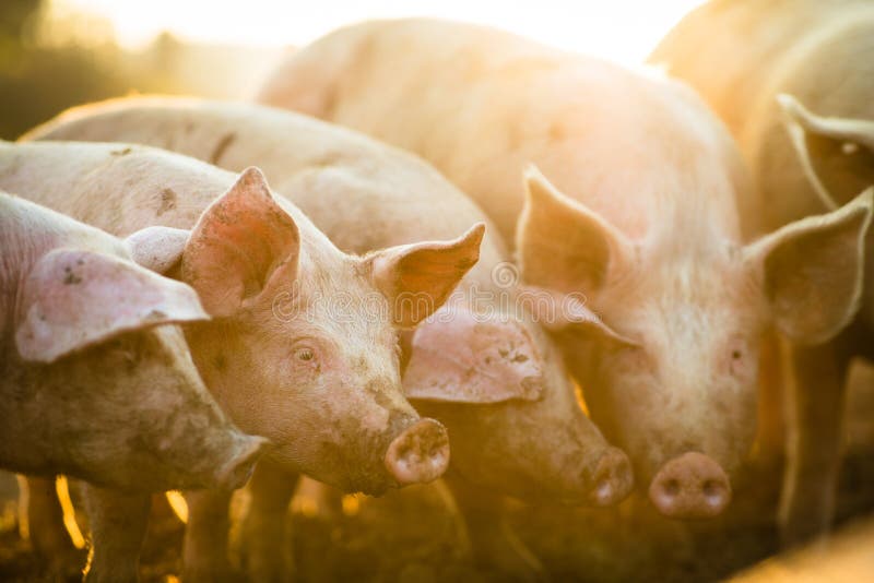 Varkens die op een weide in een biologische vleesboerderij eten