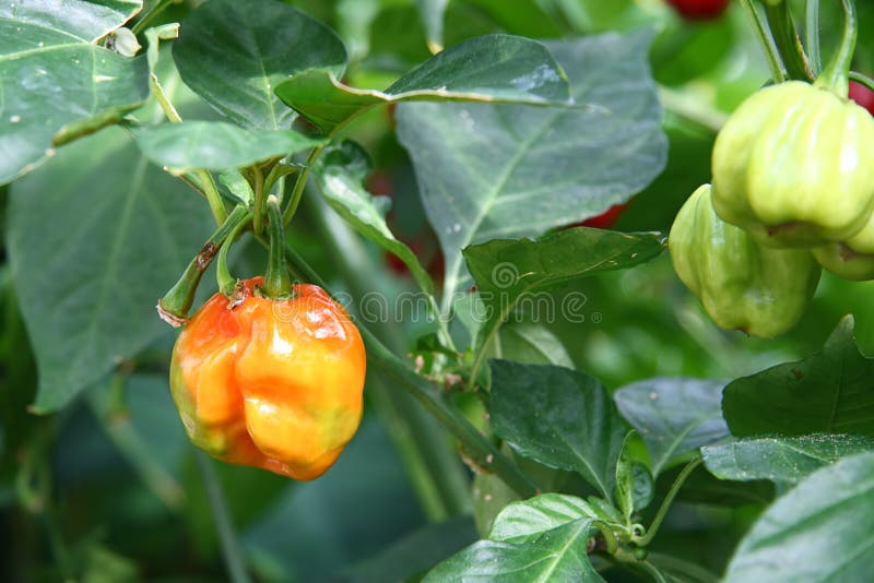 Varm peppar för chilihabanero royaltyfri fotografi