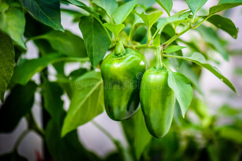 Varm peppar för grön mogen jalapenochili på en växt royaltyfria foton Varm peppar för grön mogen jalapenochili på en växt royaltyfria foton