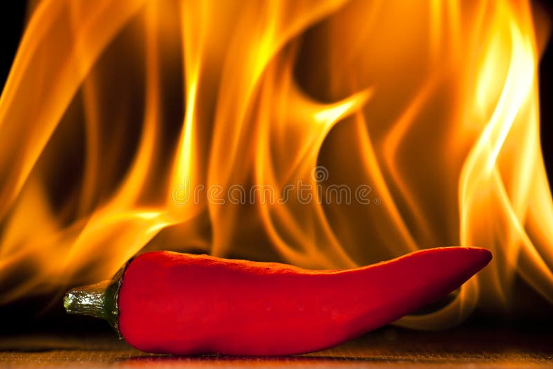 Varm pepparred för chili royaltyfria bilder