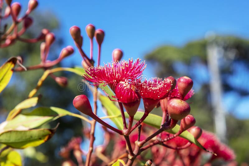 Varma rosa australiska eukalyptusblommor arkivbilder Varma rosa australiska eukalyptusblommor arkivbilder